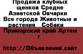 Продажа клубных щенков Средне Азиатской Овчарки - Все города Животные и растения » Собаки   . Приморский край,Артем г.